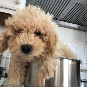 Meet your Posher, Chanel